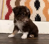 Toby, a male Miniature Australian Shepherd for sale in Honey Grove, TX – 3 of 9