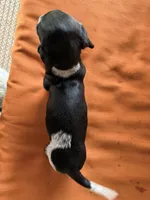 Kara, a female Miniature Dachshund for sale in Honey Grove, TX – 6 of 10
