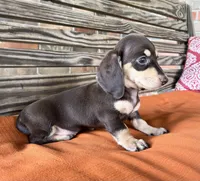 Ava, a female Miniature Dachshund for sale in Honey Grove, TX – 6 of 9