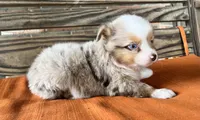 Denver , a male Miniature Australian Shepherd for sale in Honey Grove, TX – 8 of 10