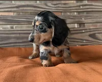 Lillie, a female Miniature Dachshund for sale in Honey Grove, TX – 3 of 8