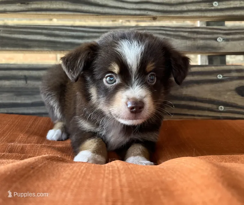 Max – Miniature Australian Shepherd puppy for sale in Honey Grove, TX