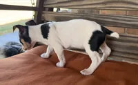 Tilly, a female Rat Terrier for sale in Honey Grove, TX – 9 of 10