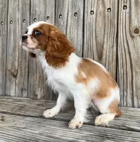 Dash , a male Cavalier King Charles Spaniel for sale in Honey Grove, TX – Photo 7 of 9