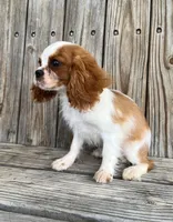Dash , a male Cavalier King Charles Spaniel for sale in Honey Grove, TX – Photo 6 of 9
