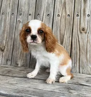Dash , a male Cavalier King Charles Spaniel for sale in Honey Grove, TX – Photo 8 of 9