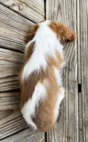 Dash , a male Cavalier King Charles Spaniel for sale in Honey Grove, TX – Photo 3 of 9