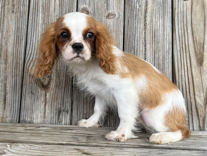 Dash  – Cavalier King Charles Spaniel puppy for sale in Honey Grove, TX