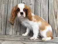 Dash , a male Cavalier King Charles Spaniel for sale in Honey Grove, TX – Photo 1 of 9