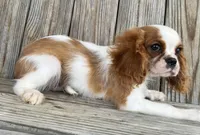Dash , a male Cavalier King Charles Spaniel for sale in Honey Grove, TX – Photo 4 of 9
