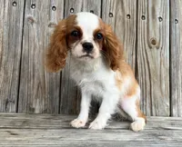 Dash , a male Cavalier King Charles Spaniel for sale in Honey Grove, TX – Photo 2 of 9