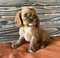 Jase, a male Cavalier King Charles Spaniel for sale in Honey Grove, TX – 5 of 10