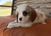 Conner , a male Cavalier King Charles Spaniel for sale in Honey Grove, TX – 7 of 10
