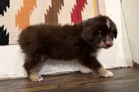 Lennon , a male Miniature Australian Shepherd for sale in Honey Grove, TX – 3 of 9