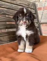 Lennon , a male Miniature Australian Shepherd for sale in Honey Grove, TX – 6 of 9