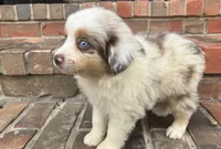 Mel, a female Miniature Australian Shepherd for sale in Honey Grove, TX – 4 of 7
