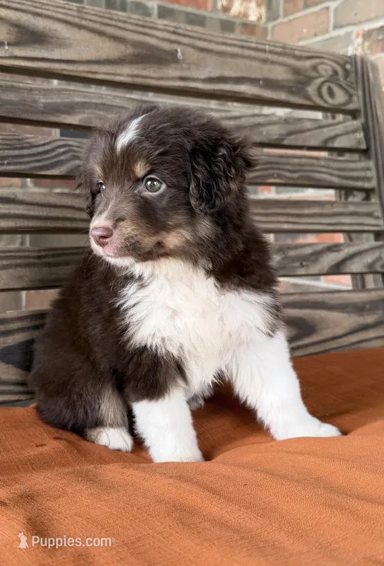 Ivy – Miniature Australian Shepherd puppy for sale in Honey Grove, TX