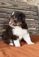 Ivy, a female Miniature Australian Shepherd for sale in Honey Grove, TX – 1 of 9