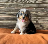 Colleen , a female Miniature Australian Shepherd for sale in Honey Grove, TX – 4 of 7