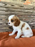 Sage, a female Cavalier King Charles Spaniel for sale in Honey Grove, TX – 8 of 10