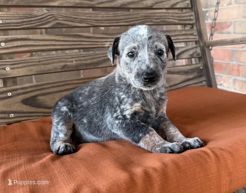 Cami – Australian Cattle Dog puppy for sale in Honey Grove, TX