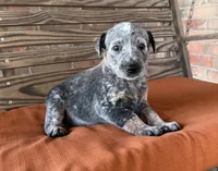 Cami, a female Australian Cattle Dog for sale in Honey Grove, TX – 10 of 10