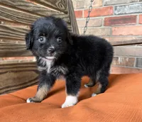 Henlie , a female Miniature Australian Shepherd for sale in Honey Grove, TX – 7 of 10