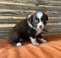 Millie, a female Miniature Australian Shepherd for sale in Honey Grove, TX – 8 of 10