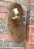 Collins, a female Miniature Australian Shepherd for sale in Honey Grove, TX – 9 of 9
