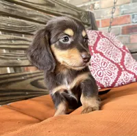 Clara, a female Miniature Dachshund for sale in Honey Grove, TX – 8 of 10