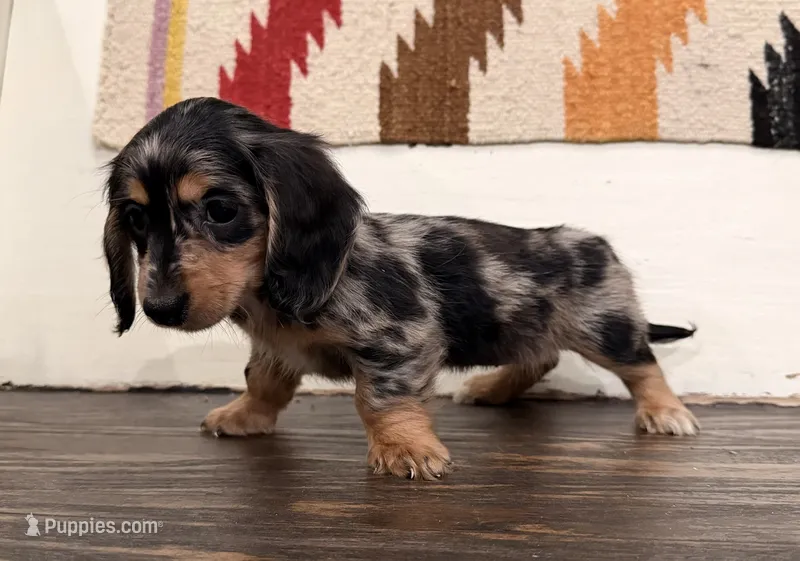 Lillie – Miniature Dachshund puppy for sale in Honey Grove, TX