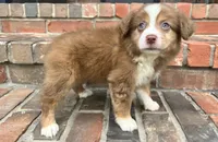 Collins, a female Miniature Australian Shepherd for sale in Honey Grove, TX – 3 of 9