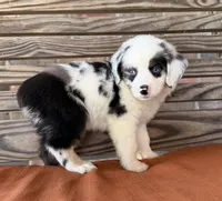 Lennyn, a female Miniature Australian Shepherd for sale in Honey Grove, TX – 4 of 10