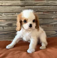 Darla , a female Cavalier King Charles Spaniel for sale in Honey Grove, TX – 8 of 8