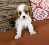 Sam, a male Cavalier King Charles Spaniel for sale in Honey Grove, TX – 9 of 9