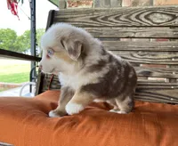 Dallas, a male Miniature Australian Shepherd for sale in Honey Grove, TX – 8 of 9