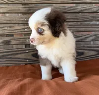 Griffin , a male Miniature Australian Shepherd for sale in Honey Grove, TX – 8 of 10