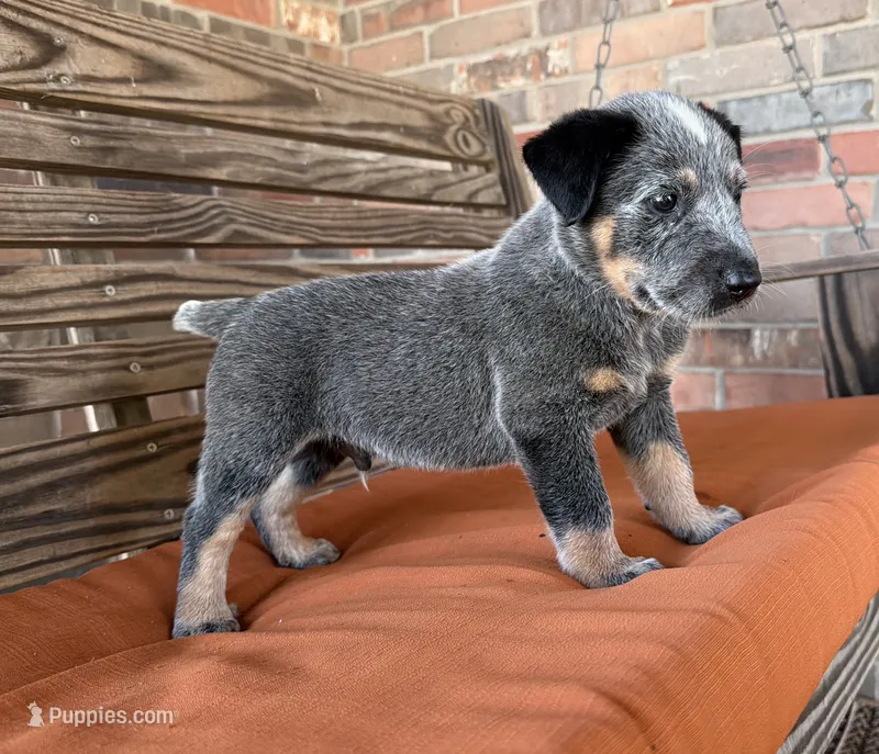 Blu – Australian Cattle Dog puppy for sale in Honey Grove, TX