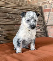 Remi, a female Australian Cattle Dog for sale in Honey Grove, TX – 7 of 10