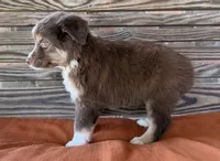 Honey , a female Miniature Australian Shepherd for sale in Honey Grove, TX – 4 of 10