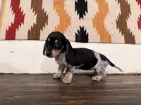 Kara, a female Miniature Dachshund for sale in Honey Grove, TX – 5 of 10