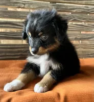 Davis , a male Miniature Australian Shepherd for sale in Honey Grove, TX – 3 of 9