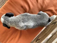 Blu, a male Australian Cattle Dog for sale in Honey Grove, TX – 10 of 10