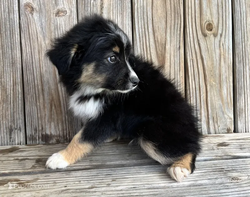 Diesel  – Miniature Australian Shepherd puppy for sale in Honey Grove, TX