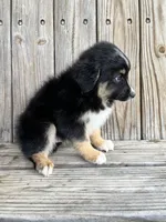 Diesel , a male Miniature Australian Shepherd for sale in Honey Grove, TX – Photo 5 of 7