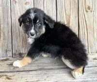 Diesel , a male Miniature Australian Shepherd for sale in Honey Grove, TX – Photo 4 of 7