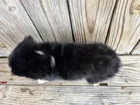 Diesel , a male Miniature Australian Shepherd for sale in Honey Grove, TX – Photo 7 of 7