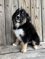 Diesel , a male Miniature Australian Shepherd for sale in Honey Grove, TX – Photo 2 of 7