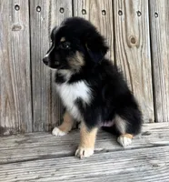 Diesel , a male Miniature Australian Shepherd for sale in Honey Grove, TX – Photo 3 of 7