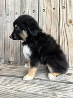 Diesel , a male Miniature Australian Shepherd for sale in Honey Grove, TX – Photo 6 of 7